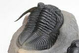 Beautiful Zlichovaspis Trilobite With Enrolled Reedops #226053-4